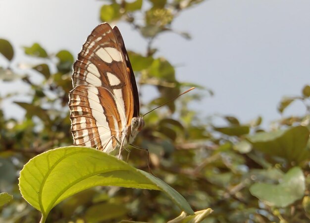 Monarch Beautiful Butterfly Fotografie Mooie vlinder op bloem Macro Fotografie Beautyfu