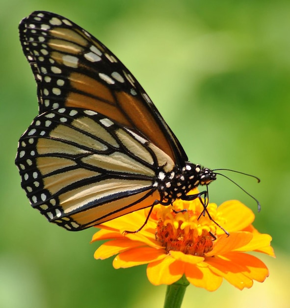 Monarch Beautiful Butterfly Photography Beautiful butterfly on flower Macro Photography Beautyf