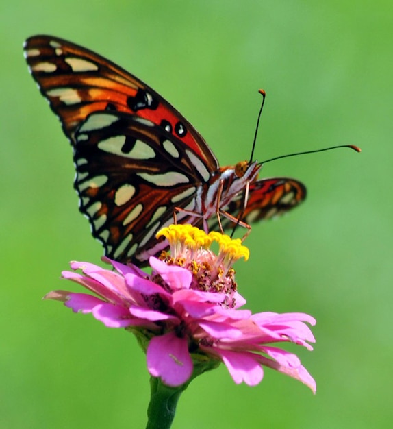 Monarch Beautiful Butterfly Photography Beautiful butterfly on flower Macro Photography Beautyf