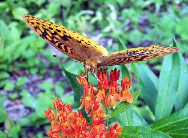 Foto monarch beautiful butterfly fotografia bella farfalla sul fiore macro fotografia beautyf