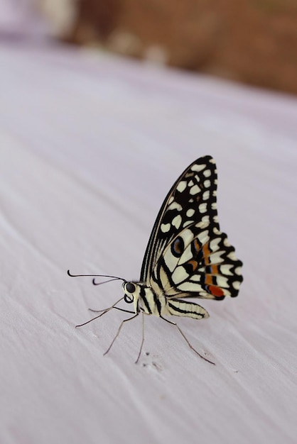 Photo monarch beautiful butterfly photography beautiful butterfly on flower macro photography beautyfu