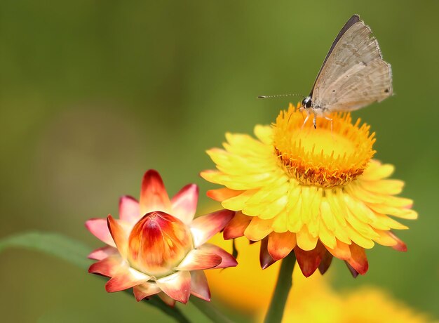 Monarch Beautiful Butterfly Photography Beautiful butterfly on flower Macro Photography Beautyfu