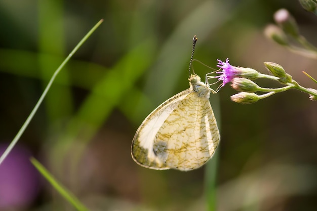 Foto monarch beautiful butterfly photography bella farfalla sul fiore macro photography beautyfu