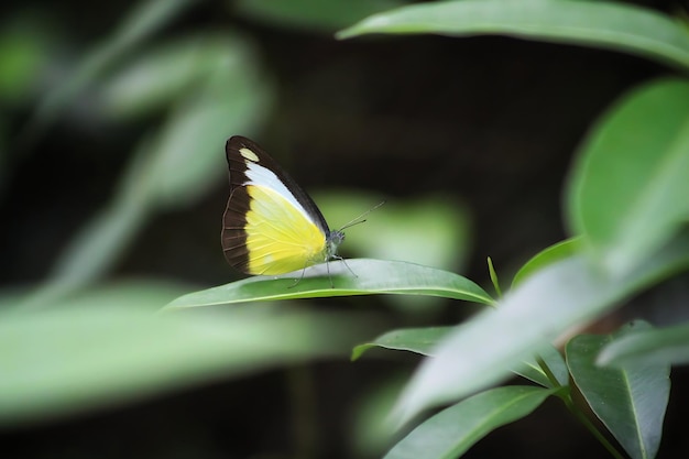 Monarch Beautiful Butterfly Photography Beautiful butterfly on flower Macro Photography Beautyfu