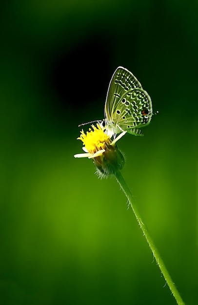 Monarch Beautiful Butterfly Photography Beautiful butterfly on flower Macro Photography Beautyfu