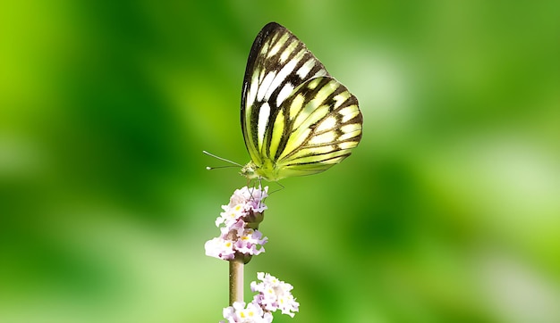 Monarch Beautiful Butterfly Photography Beautiful butterfly on flower Macro Photography Beautyfu