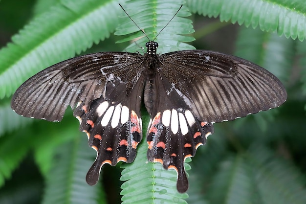 モナーク 美しい蝶 写真 美しい蝶の花 マクロ写真 ビューティフー