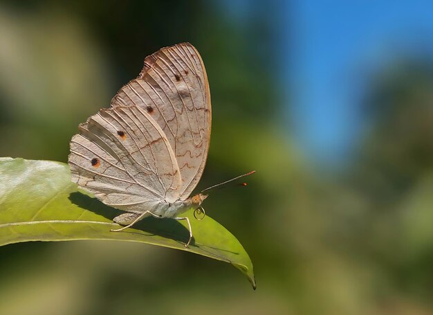 Monarch Beautiful Butterfly Photography Beautiful butterfly on flower Macro Photography Beautyfu