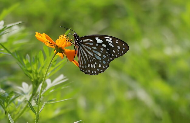 Monarch Beautiful Butterfly Photography Beautiful butterfly on flower Macro Photography Beautyfu