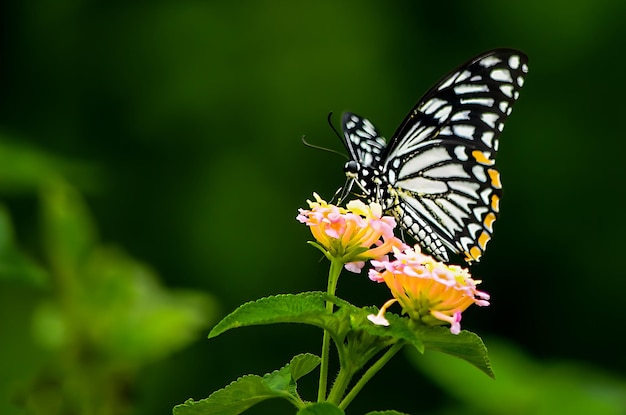 Monarch Beautiful Butterfly Photography Beautiful butterfly on flower Macro Photography Beautyfu