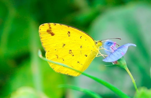 Красивая бабочка на цветке Макро-фотография Beautyfu