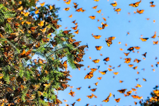 Фото Бабочки-монархи danaus plexippus летают на фоне голубого неба в парке el rosario reserve of biosfera monarca angangueo state of michoacan mexico