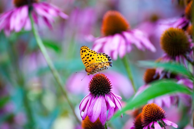 Бабочка монарх на ConeFlowers