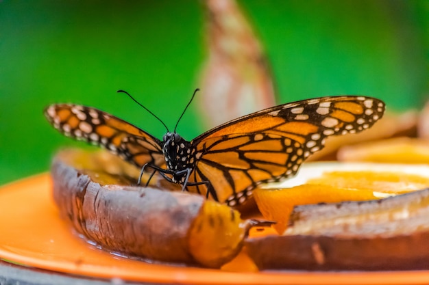 Бабочка монарх (Danaus plexippus) питается спелым бананом
