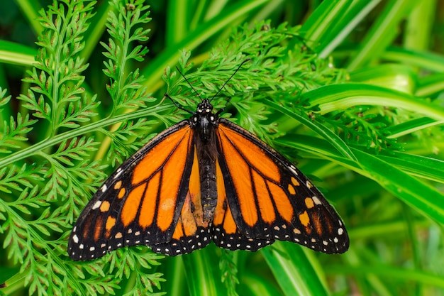 녹색 잎에 열린 날개를 가진 바둑의 나비 (Danaus plexippus)