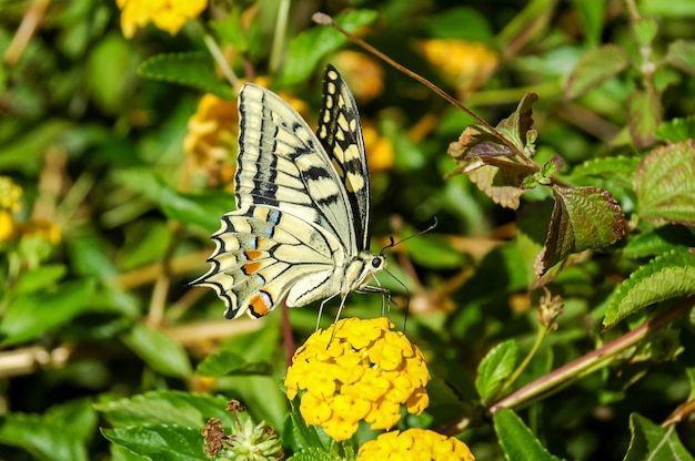 바둑나비 Danaus plexippus