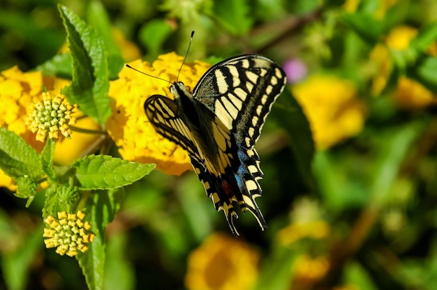 바둑나비 Danaus plexippus