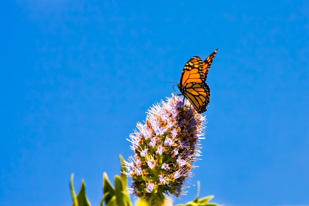 モナークバタフライ（Danaus plexippus）