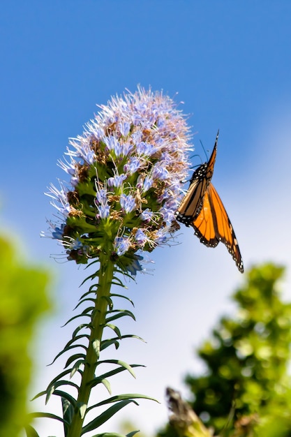 モナークバタフライ（Danaus plexippus）