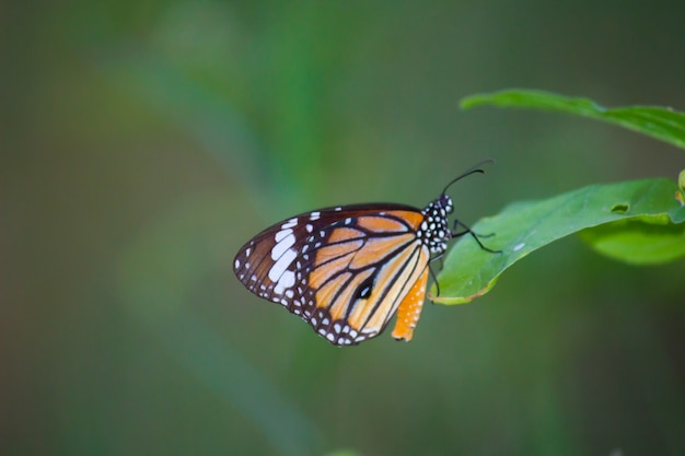 A monarch butterfly feeding on flowers in a Summer garden during spring season