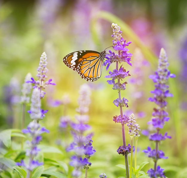 Monarch butterfly on flower in garden on morning