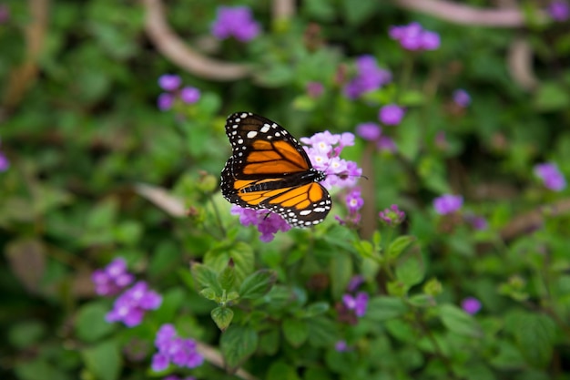 Monarch butterfly insect bug in a green leaf in Lima Peru