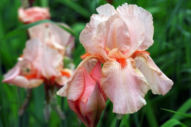 オオカバマダラが紫の花の上にいます