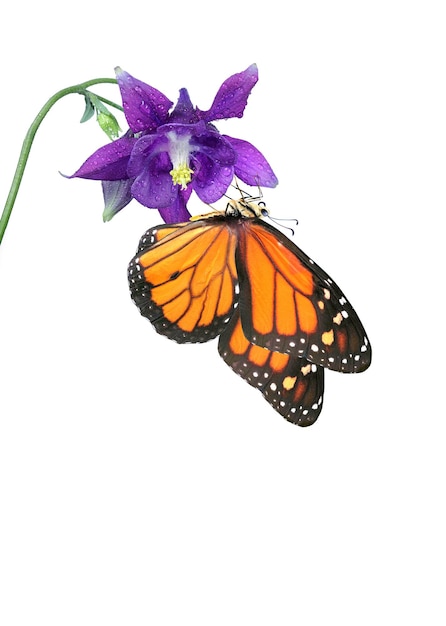 A monarch butterfly is on a purple flower