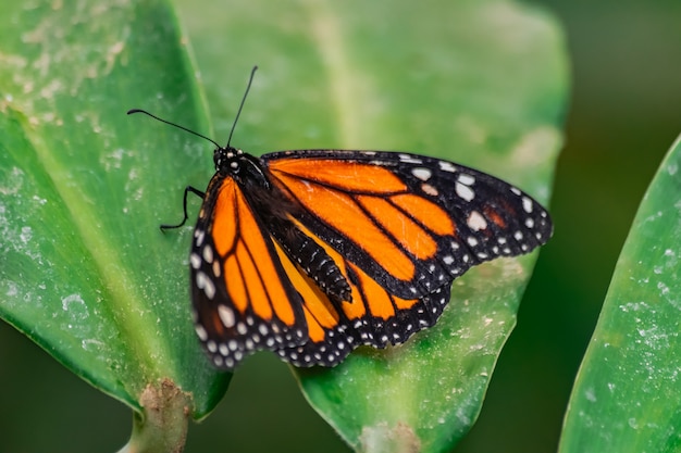 Бабочка монарх на листе