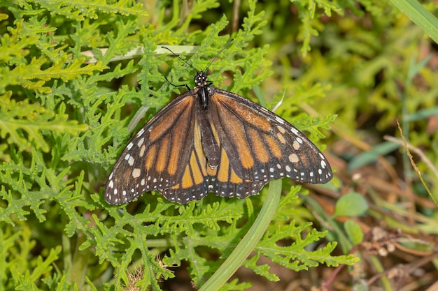 Бабочка-монарх или монарх (Danaus plexippus) Малага, Испания