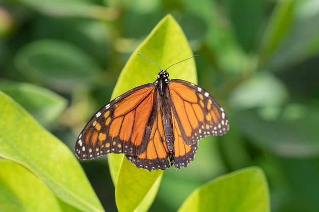 Бабочка-монарх или монарх (Danaus plexippus) Малага, Испания