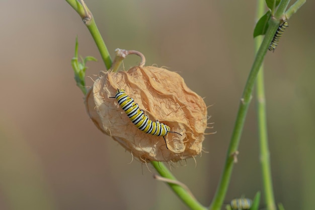 Бабочка-монарх или монарх (Danaus plexippus) Малага, Испания