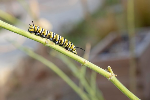 Бабочка-монарх или монарх (Danaus plexippus) Малага, Испания