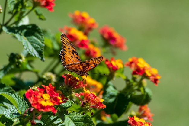 Monarch butterfly perched on flowers