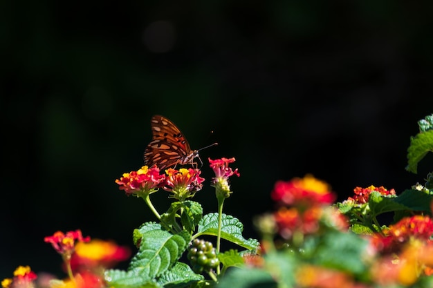 Monarch butterfly perched on flowers