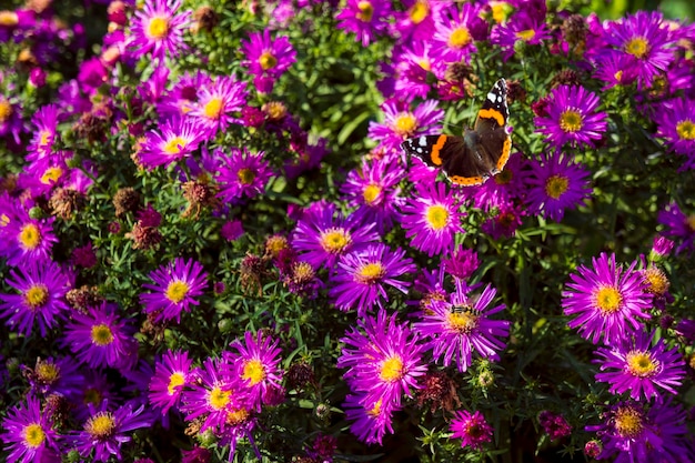 보라색 Asters에 바둑 나비