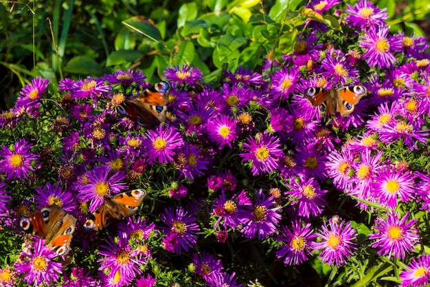 紫色のアスターのモナーク蝶