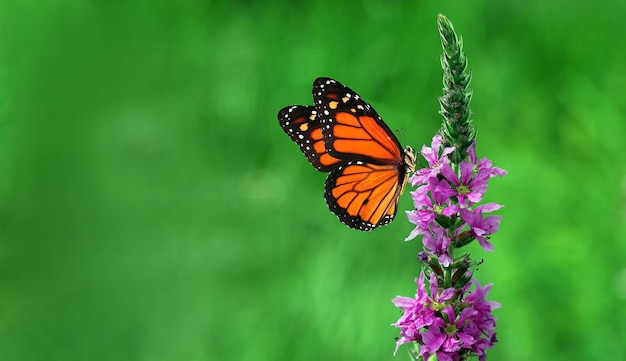 A monarch butterfly on a purple flower