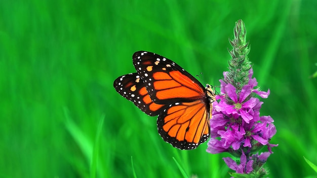 A monarch butterfly on a purple flower