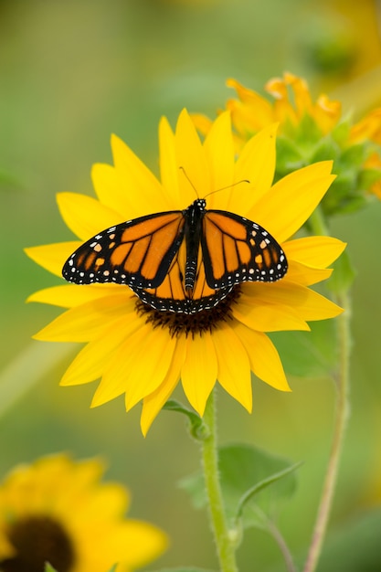 Monarch Butterfly and Yellow Sunflower