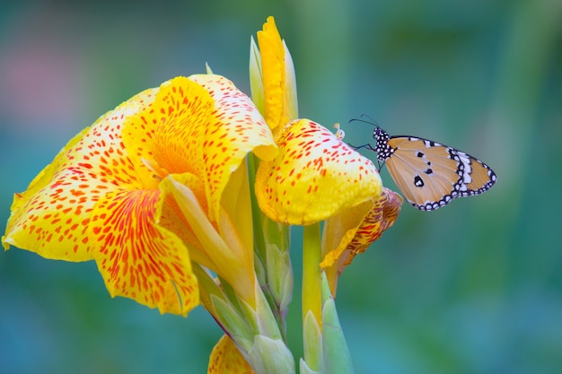 Monarch butterfly