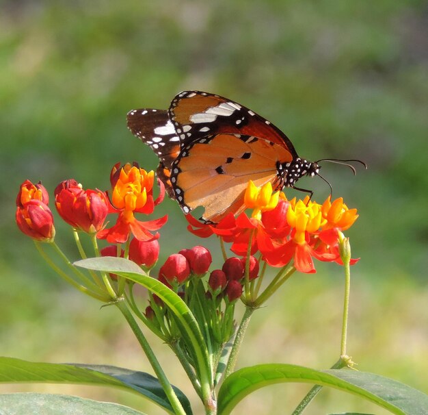 Foto monarch- of melkhoutvlinder op een kleurrijke bloem