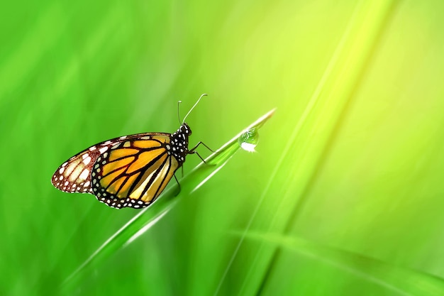 Monarch orange beautiful butterfly against the background of fantastic green  grass with a drop of dew. Summer spring artistic background. Free space for text.