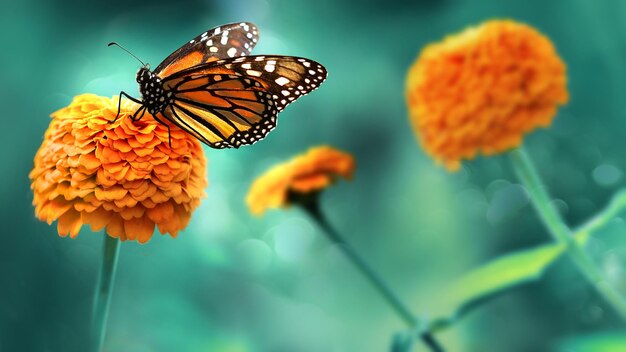 Monarch oranje vlinder en heldere zomerbloemen op een achtergrond van blauw gebladerte in een sprookjestuin Macro artistiek beeld