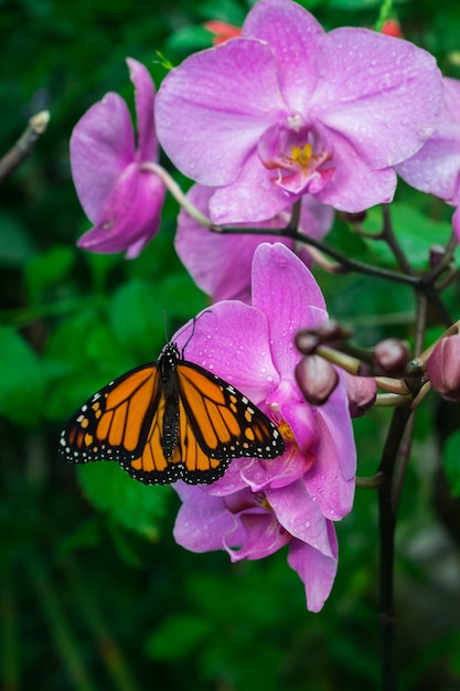 Monarchvlinder, Danaus-plexippus