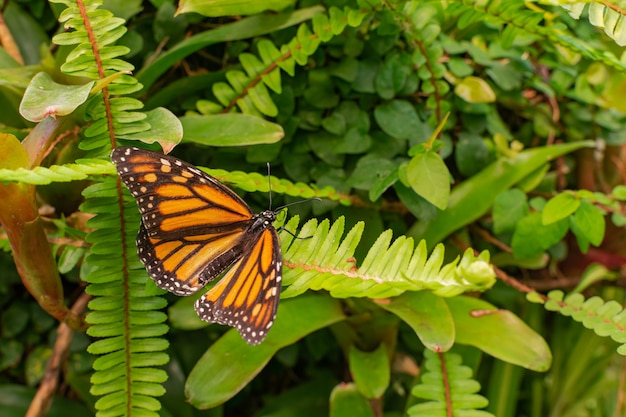 Monarchvlinder (danaus plexippus)