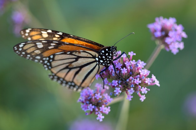 Monarchvlinder met Verbena-bloem