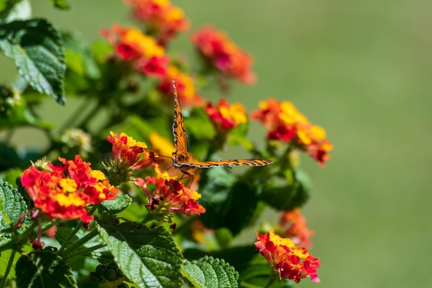 Monarchvlinder neergestreken op bloemen