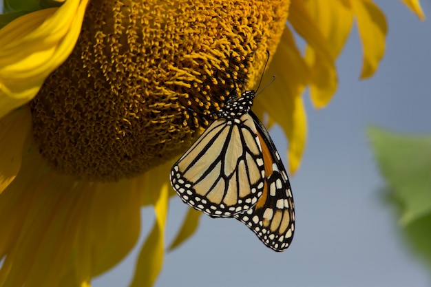 Monarchvlinder Opknoping op een groot zonnebloemhoofd