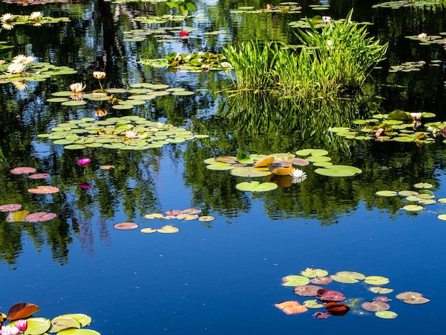 Foto la piscina monet nei giardini botanici di denver, colorado, con gigli d'acqua e riflessi al sole.